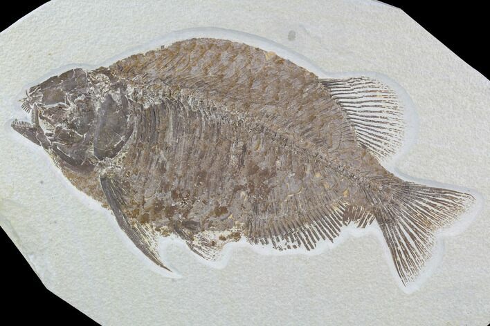 Fossil Fish (Phareodus) - Wyoming #89636